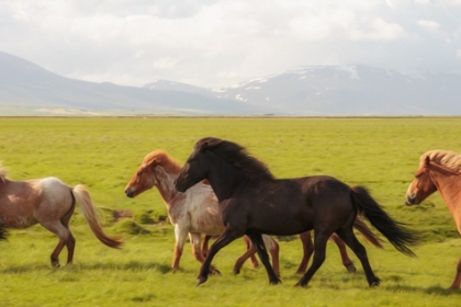 Horse race | Hesteløp