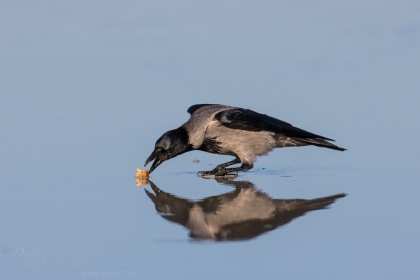 Hungry Crow | Sulten Kråke