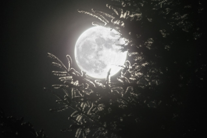 The Full Moon | Fullmånen