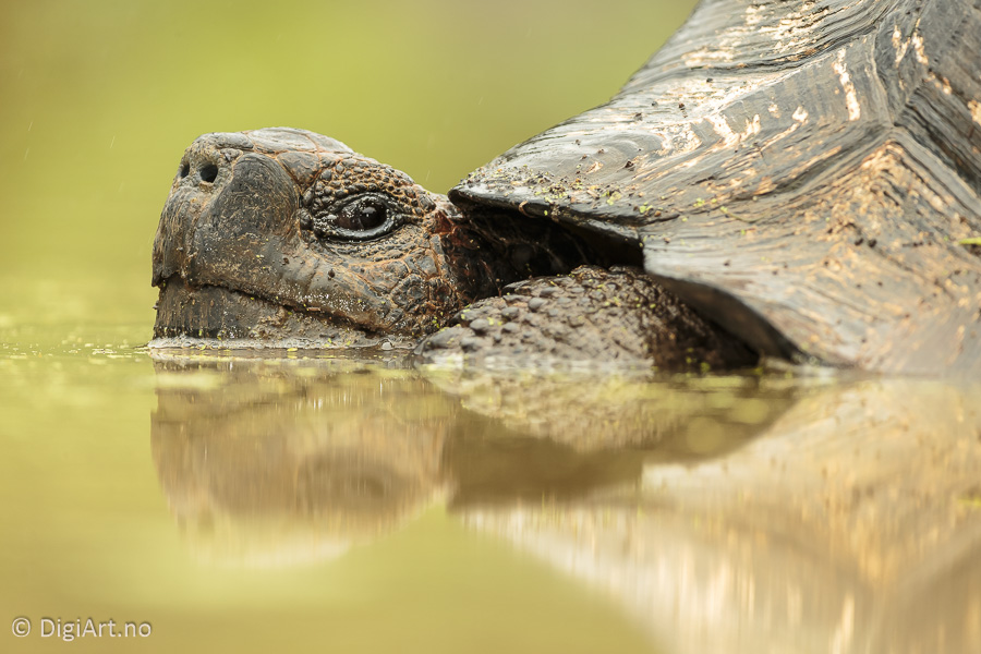 Galápagos giant tortoise | Galapagos kjempeskilpadde