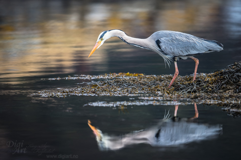 Grey Heron Reflection | Speilbilde av Hegre