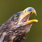 HavÃ¸rn som skriker | White-tailed Eagle screaming