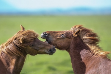 Horse Gossip | Hestesladder