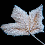 Frozen leaf | Frosset lÃ¸vblad